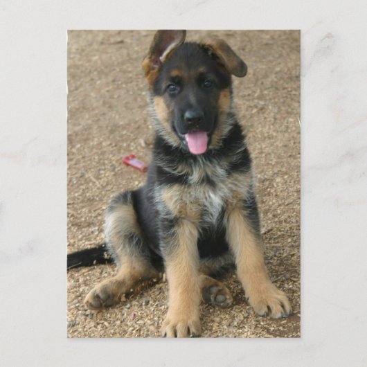 Briefkaart Shepherd Puppy (Voorkant)