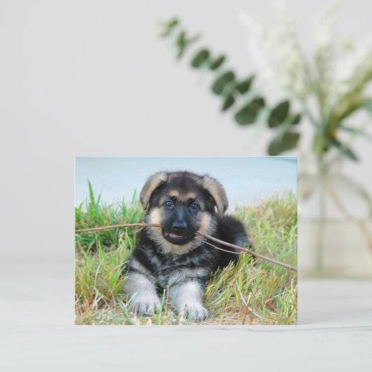 Briefkaart Shepherd Puppy (Staand voorkant)