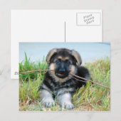 Briefkaart Shepherd Puppy (Voorkant / Achterkant)