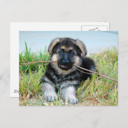 Briefkaart Shepherd Puppy (Voorkant / Achterkant)