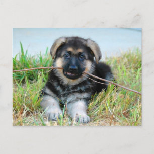 Briefkaart Shepherd Puppy