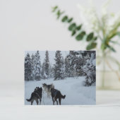 Briefkaart Siberian Husky Safari (Staand voorkant)