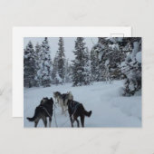Briefkaart Siberian Husky Safari (Voorkant / Achterkant)