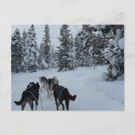 Briefkaart Siberian Husky Safari