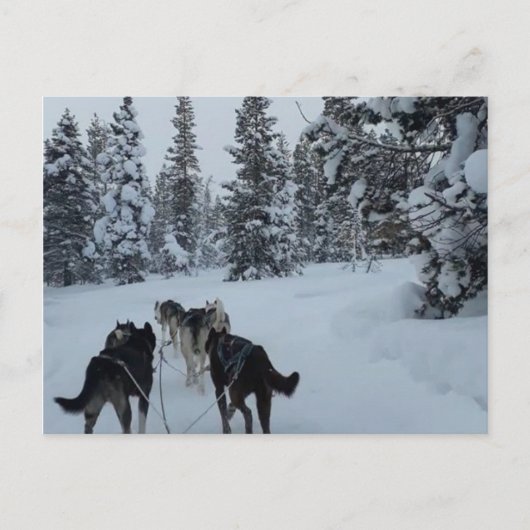 Briefkaart Siberian Husky Safari (Voorkant)