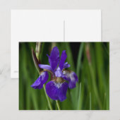 Briefkaart Siberian Iris (Voorkant / Achterkant)