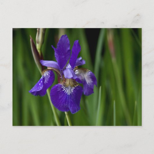 Briefkaart Siberian Iris (Voorkant)
