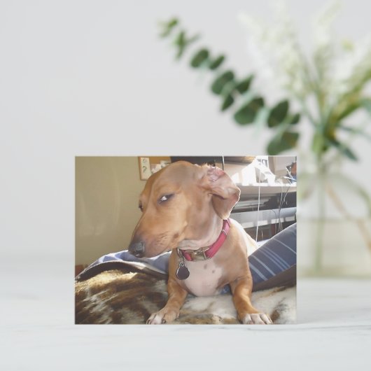 Briefkaart Side Eye Dog Meme (Staand voorkant)