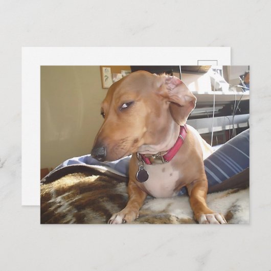 Briefkaart Side Eye Dog Meme (Voorkant / Achterkant)