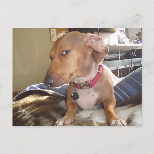 Briefkaart Side Eye Dog Meme (Voorkant)