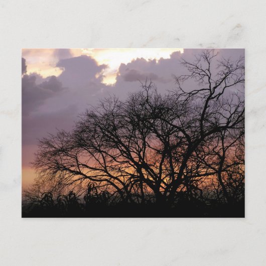 Briefkaart Skyscape Branches (Voorkant)