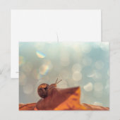 Briefkaart slak (Voorkant / Achterkant)