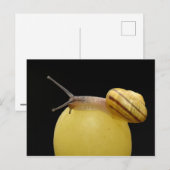 Briefkaart slak (Voorkant / Achterkant)