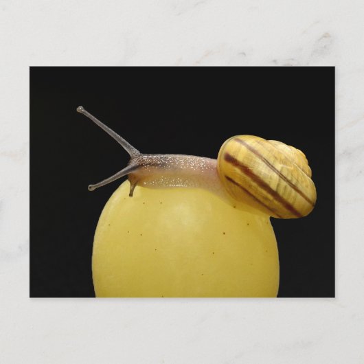 Briefkaart slak (Voorkant)