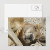 Briefkaart Sleeping Kangaroo QLD Australië (Voorkant / Achterkant)