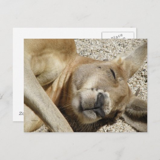 Briefkaart Sleeping Kangaroo QLD Australië (Voorkant / Achterkant)