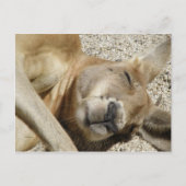 Briefkaart Sleeping Kangaroo QLD Australië (Voorkant)