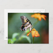 Briefkaart Slithstaart en Tithonia (Voorkant / Achterkant)