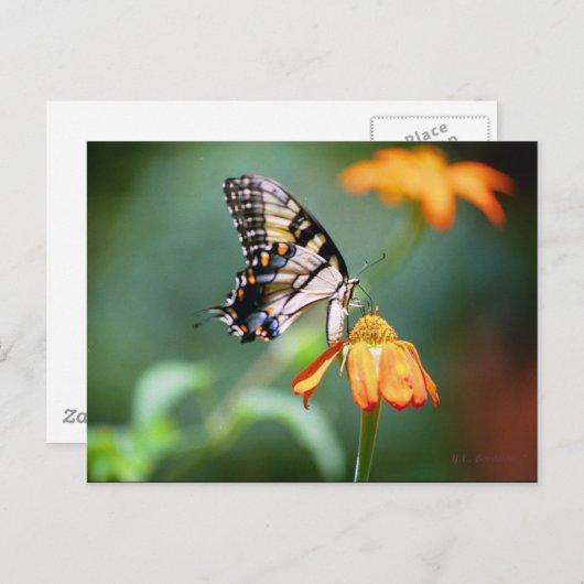 Briefkaart Slithstaart en Tithonia (Voorkant / Achterkant)