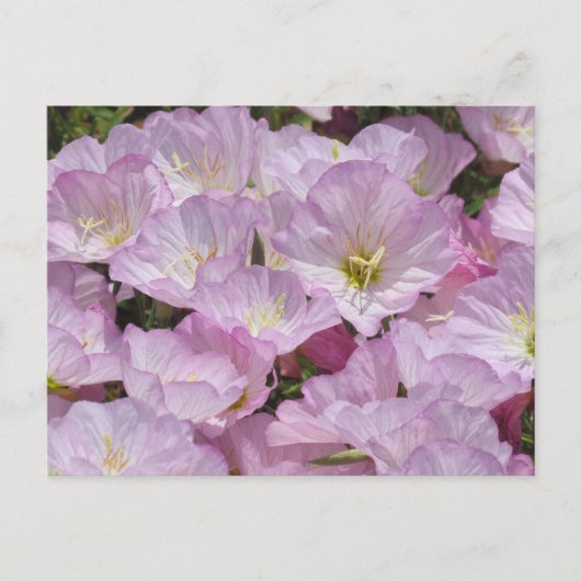 Briefkaart - Sluiting van Primrose (Voorkant)