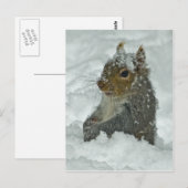 Briefkaart sneeuweekhoorn (Voorkant / Achterkant)