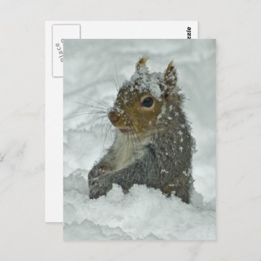 Briefkaart sneeuweekhoorn (Voorkant / Achterkant)