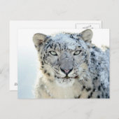 Briefkaart- Sneeuwhoen Briefkaart (Voorkant / Achterkant)