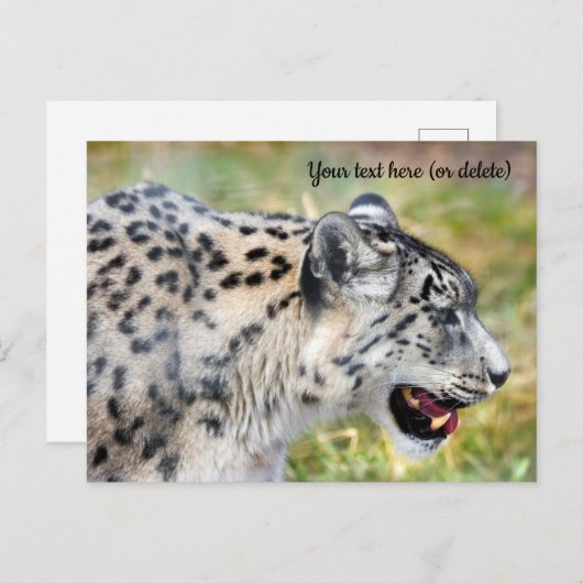 Briefkaart Snow Leopard (Voorkant / Achterkant)