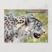 Briefkaart Snow Leopard (Voorkant)