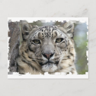 Briefkaart Snow Leopard