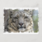 Briefkaart Snow Leopard (Voorkant)