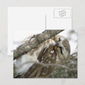 Briefkaart Snow Owl (Voorkant / Achterkant)