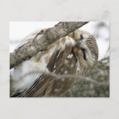 Briefkaart Snow Owl (Voorkant)