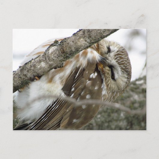 Briefkaart Snow Owl (Voorkant)