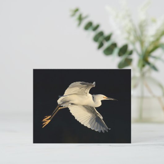 Briefkaart - Snowy egret flyby (Staand voorkant)