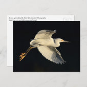 Briefkaart - Snowy egret flyby (Voorkant / Achterkant)
