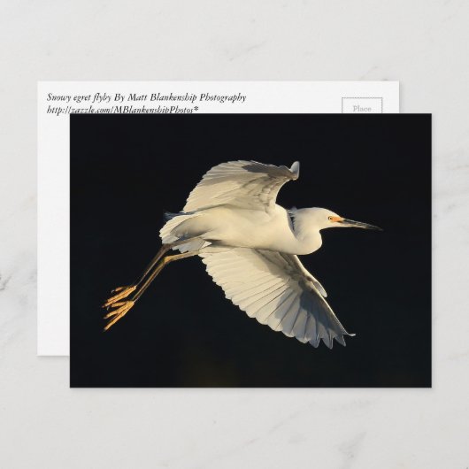 Briefkaart - Snowy egret flyby (Voorkant / Achterkant)