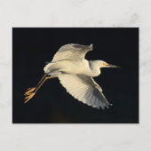 Briefkaart - Snowy egret flyby (Voorkant)