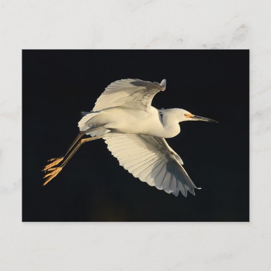 Briefkaart - Snowy egret flyby (Voorkant)