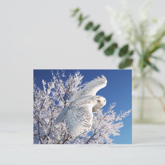 briefkaart "Snowy Owl" (Staand voorkant)