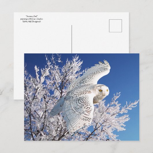 briefkaart "Snowy Owl" (Voorkant / Achterkant)