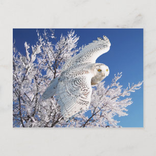 briefkaart "Snowy Owl"