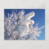 briefkaart "Snowy Owl" (Voorkant)