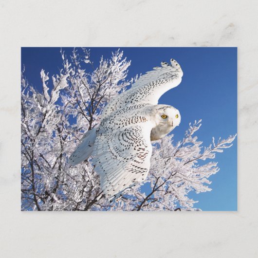 briefkaart "Snowy Owl" (Voorkant)