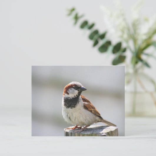 Briefkaart: Sparrow Briefkaart (Staand voorkant)