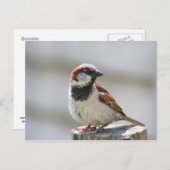 Briefkaart: Sparrow Briefkaart (Voorkant / Achterkant)
