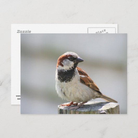 Briefkaart: Sparrow Briefkaart (Voorkant / Achterkant)