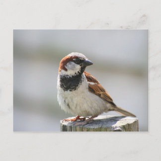 Briefkaart: Sparrow Briefkaart