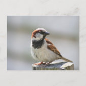 Briefkaart: Sparrow Briefkaart (Voorkant)