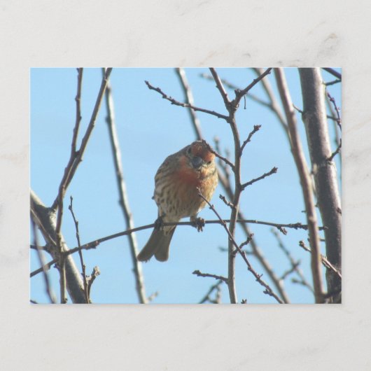 Briefkaart - Sparrow in Tree (Voorkant)